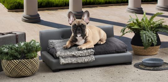 Cama mascota deals